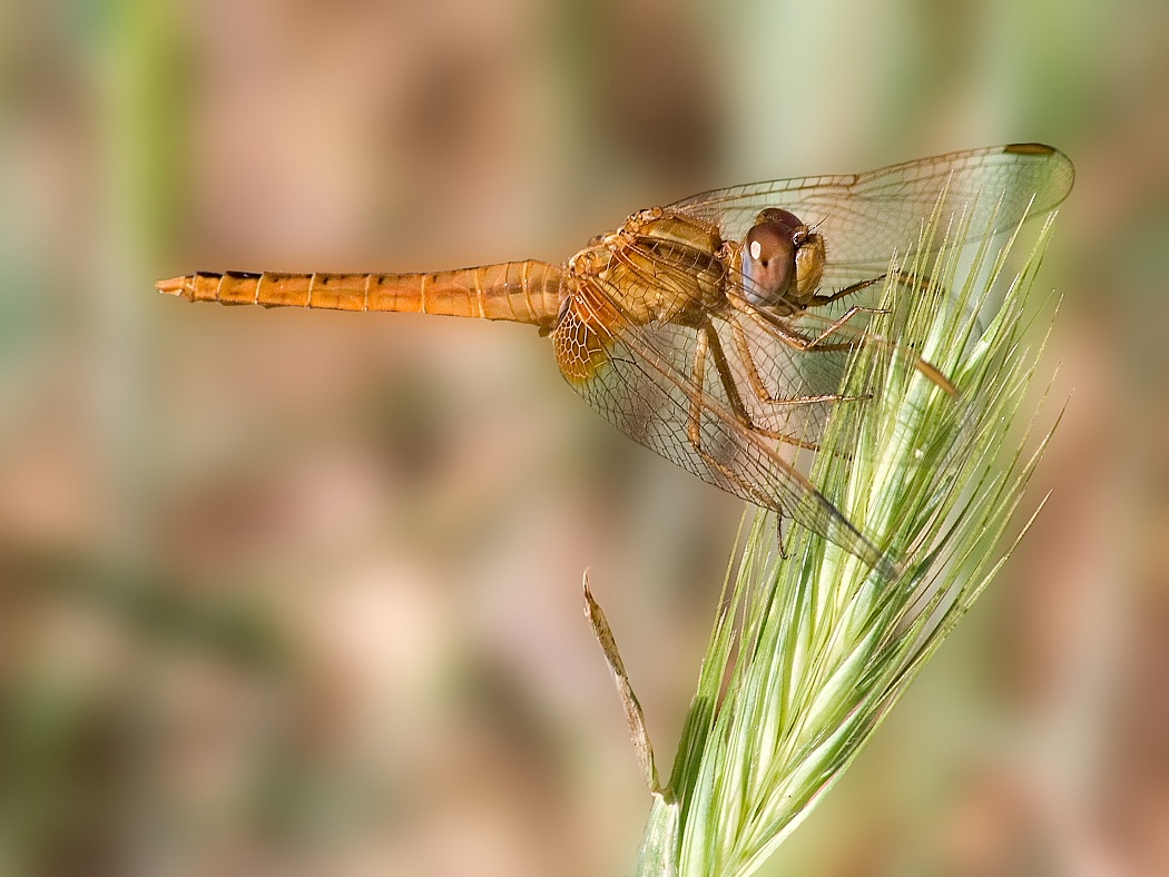 Crocothemis erythraea female ?